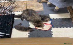 Maine Coon cats for sale: 3 females 1 male Maine Coone kittens - Image 10
