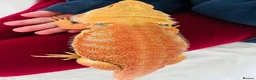 Bearded Dragon reptiles for sale: 2 year old male red hypo blue bars het trans in Southampton - Advert 5