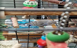 Budgerigars birds for sale: baby budgerigar - Image 7