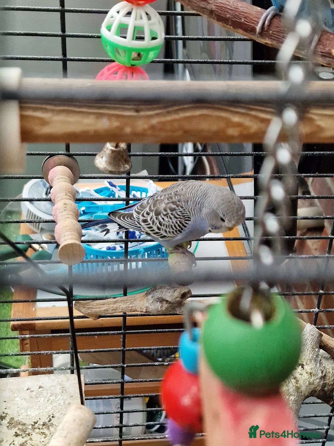 Budgerigars birds for sale: baby budgerigar - Image 7