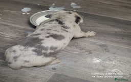 Cane Corso dogs for sale: Look 👀 absolutely stunning cane corso. - Image 10