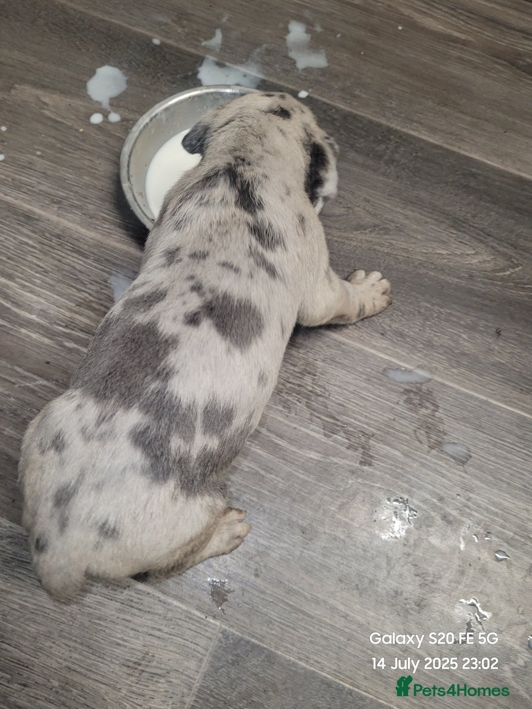 Cane Corso dogs for sale: Look 👀 absolutely stunning cane corso. - Image 10