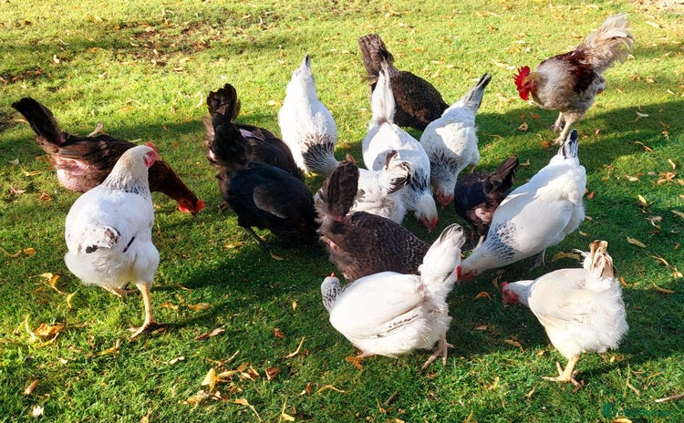 Chickens poultry - Advert 1