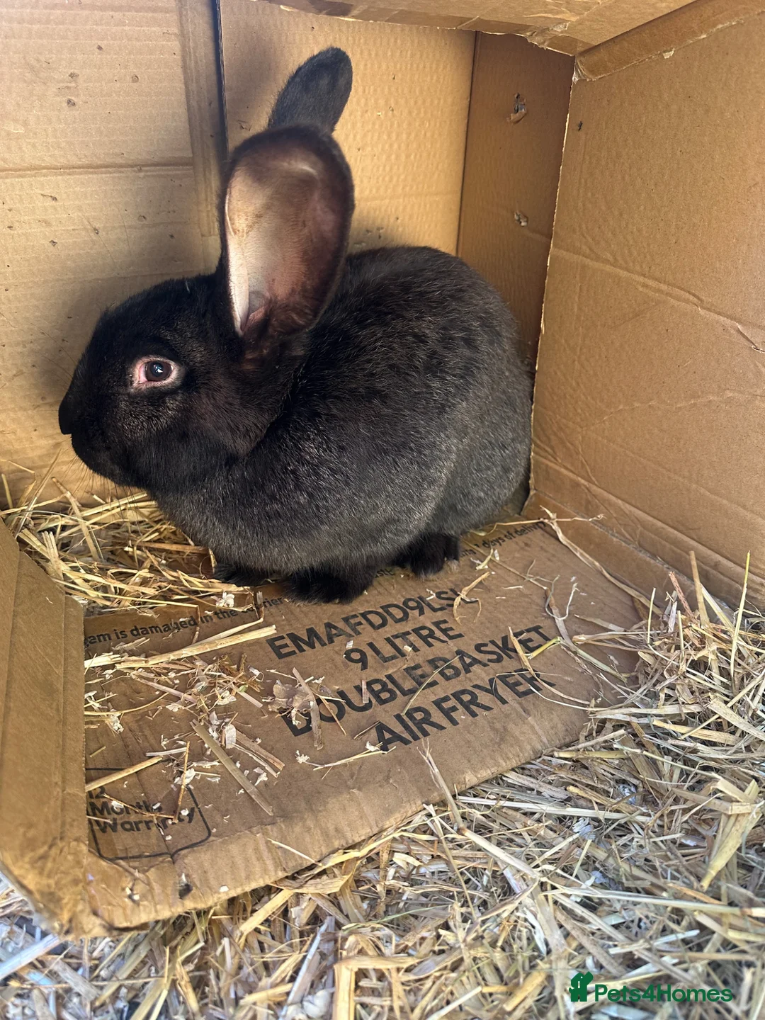 Continental Giant rabbits for sale: Continental Giant rabbit in Stanley - Advert 1