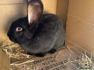 Continental Giant rabbits Continental Giant rabbit - Advert 5