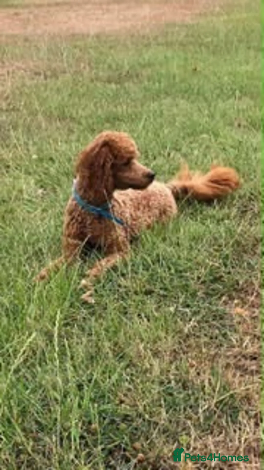 Cavapoo dogs for sale: 🐩🐶🐾FULLY HEALTH CLEAR F1 CAVAPOO🐾🐶🐩  - Advert 25