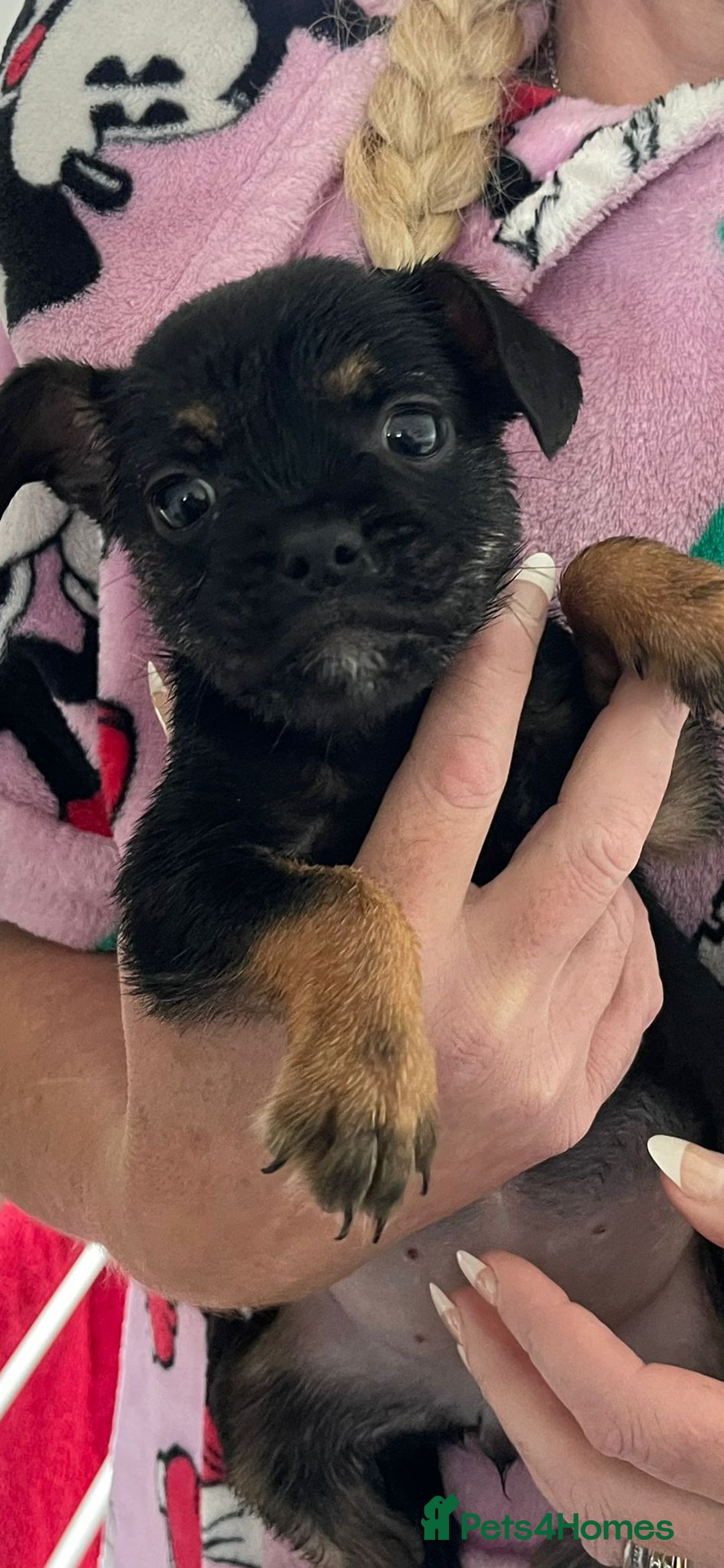 Mixed Breed dogs for sale: 3 lovely little ladys  - Image 2