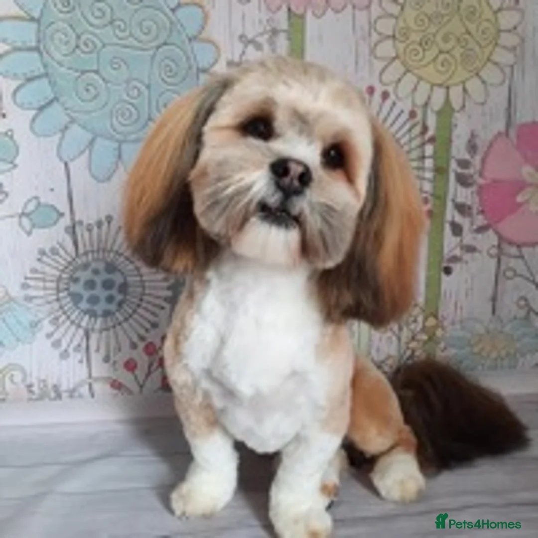 Lhasa Apso dogs for stud: KC reg Gorgeous Lhasa apso(PROVEN) in Irvine - Advert 2