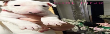 English Bull Terrier puppy Miss Pink 💗