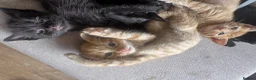 Domestic Shorthair cats for sale: Ginger girl/boy Black girl/boy kittens for sale  in Loughborough - Advert 29