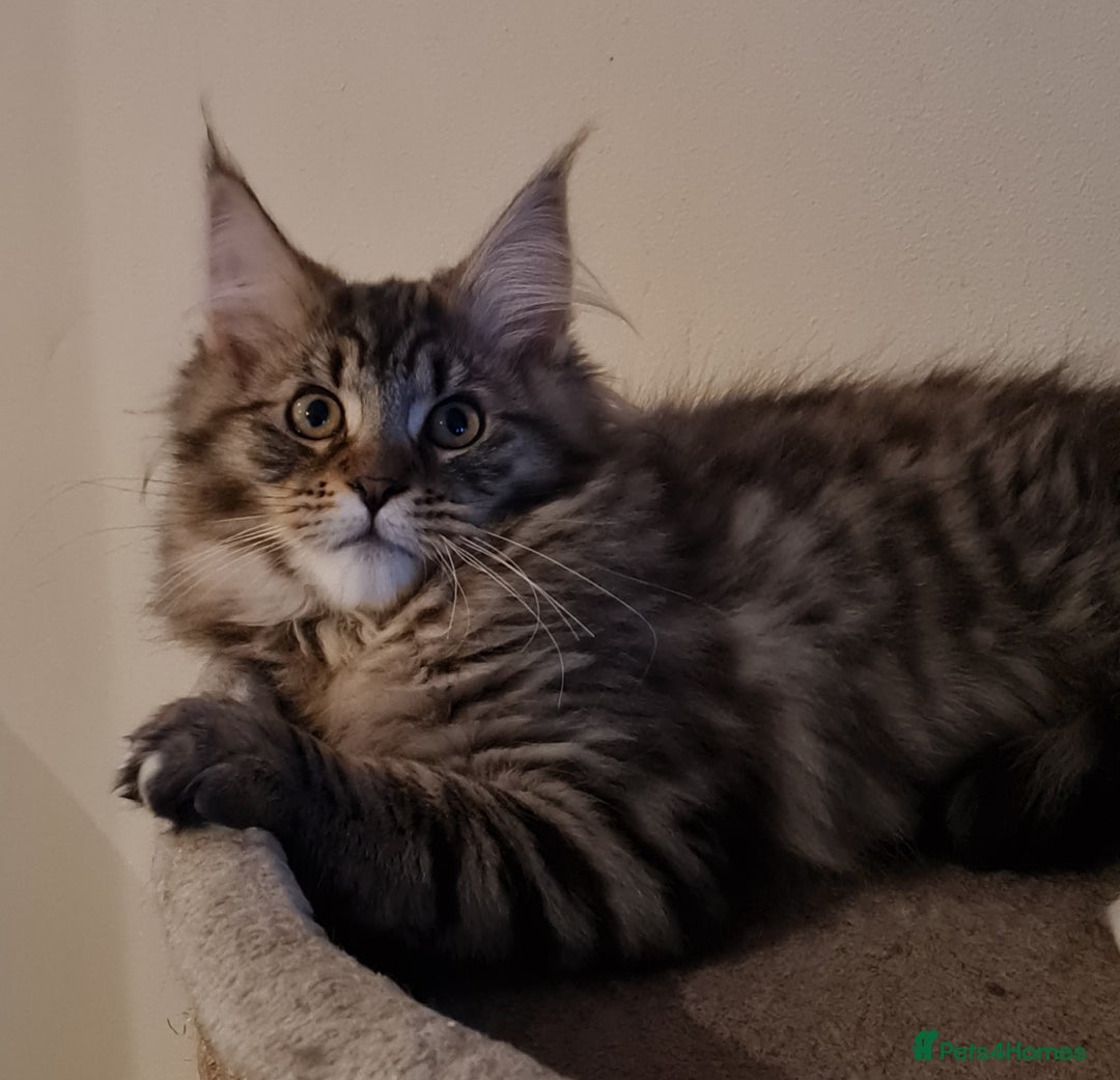 Maine Coon cats for sale: Mainecoon female - Advert 5