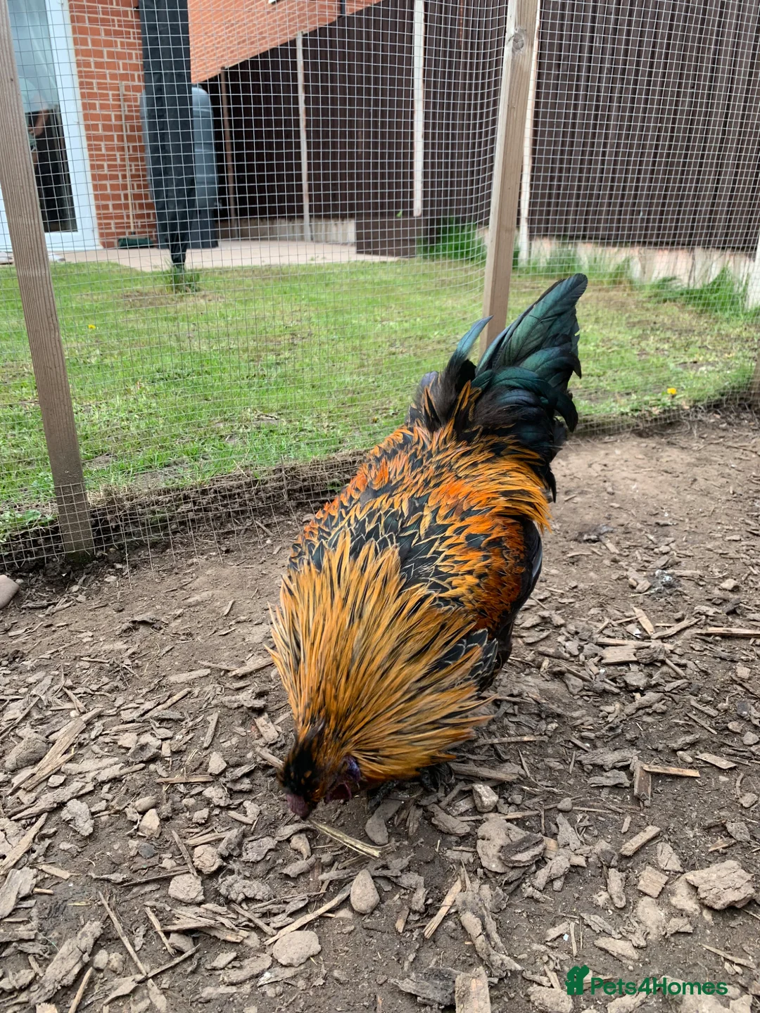 Chickens poultry for sale: Auracana mix  - Advert 10