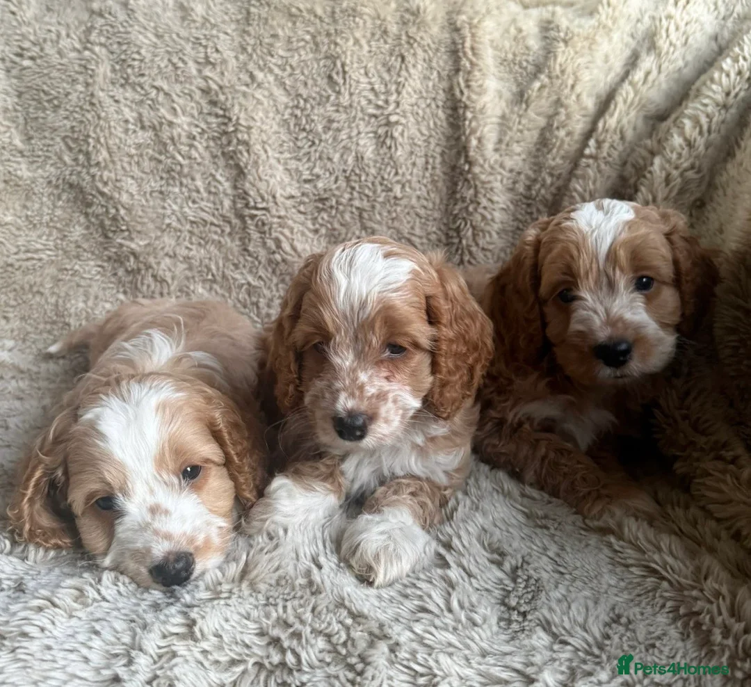 Cockapoo dogs for sale: F1 Cockapoo puppies - Advert 1