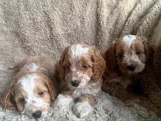 Cockapoo dogs F1 Cockapoo puppies - Advert 1