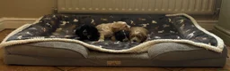 Cockapoo dogs for sale: Stunning F1 Cockapoos from H/Tested KC Parents!! - Advert 18