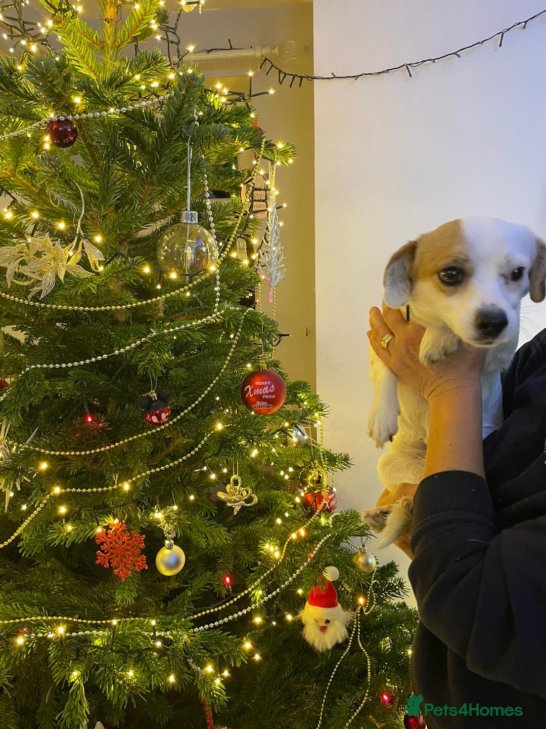 Mixed Breed dogs for adoption: RONNA - a beautiful tiny girl, for a Loving Home - Advert 13