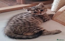 British Shorthair cats for sale: Beautiful British shorthaired kittens  - Image 1