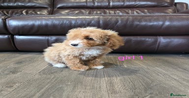 Cockapoo dogs - Advert 8