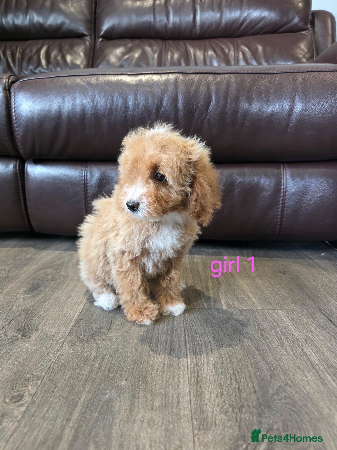 Cockapoo dogs for sale: Adorable cockapoo pups ready to go 🐶 - Image 3