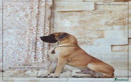 Great Dane dogs for sale: 🌟 Upcoming Litter – Great Danes- August 2025 🌟 - Image 6
