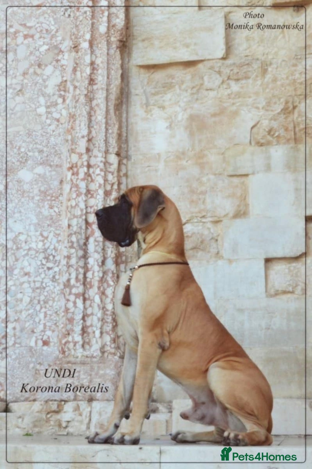 Great Dane dogs for sale: 🌟 Upcoming Litter – Great Danes- August 2025 🌟 - Image 6
