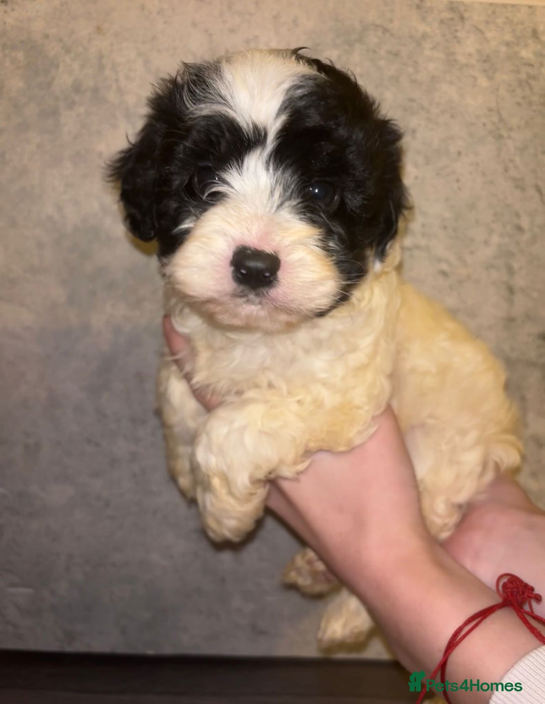 Cavapoo dogs for sale: CAVAPOO PUPPIES  - Advert 3