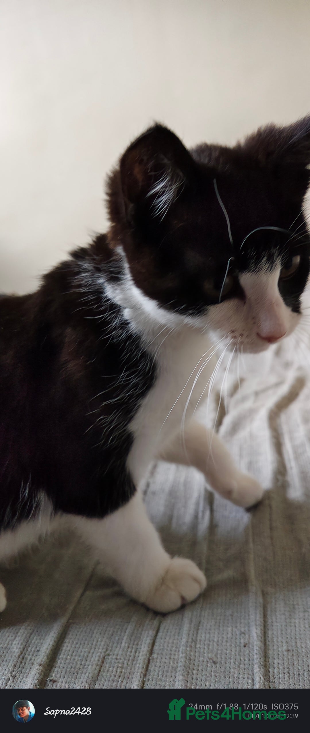 Mixed Breed cats for sale: Kitten for sale - Image 7