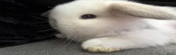 Mini Lop rabbits for sale: Beautiful Mini Lops to reserve  - Advert 10