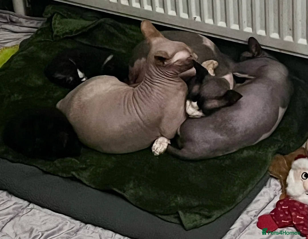 Sphynx cats for sale: 3 Sphynx cats to be rehomed - Advert 9