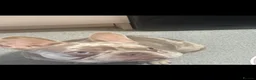 French Bulldog dogs for sale: French bulldog boy - Advert 4