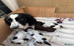 Sprocker dogs for sale: Beautiful sprockers for sale - Image 6