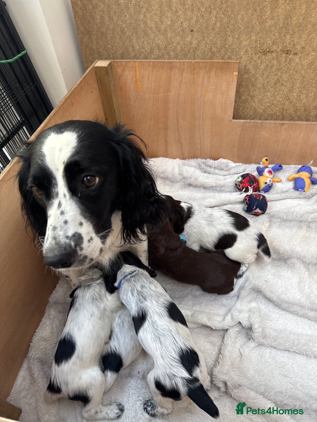 Sprocker dogs for sale: Beautiful sprockers for sale - Image 6