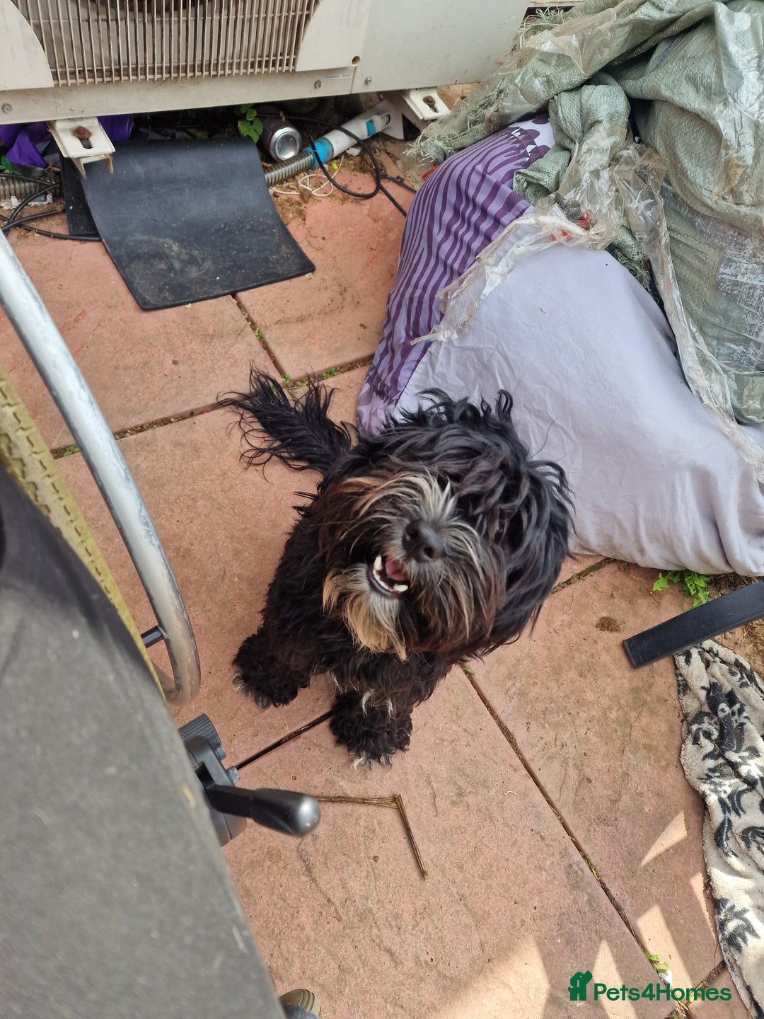 Cockapoo dogs for sale: Female Cockapoo  - Image 8