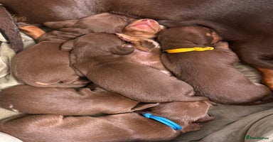 Miniature Dachshund dogs - Advert 7