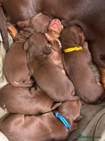Miniature Dachshund dogs - Advert 3