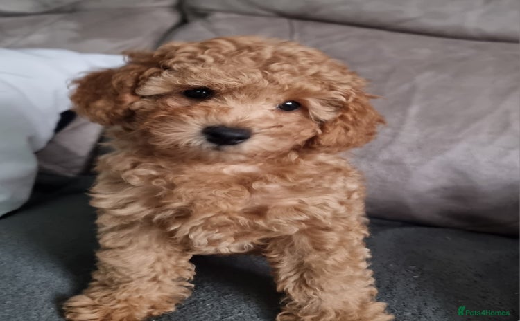 Toy Poodle dogs - Advert 1