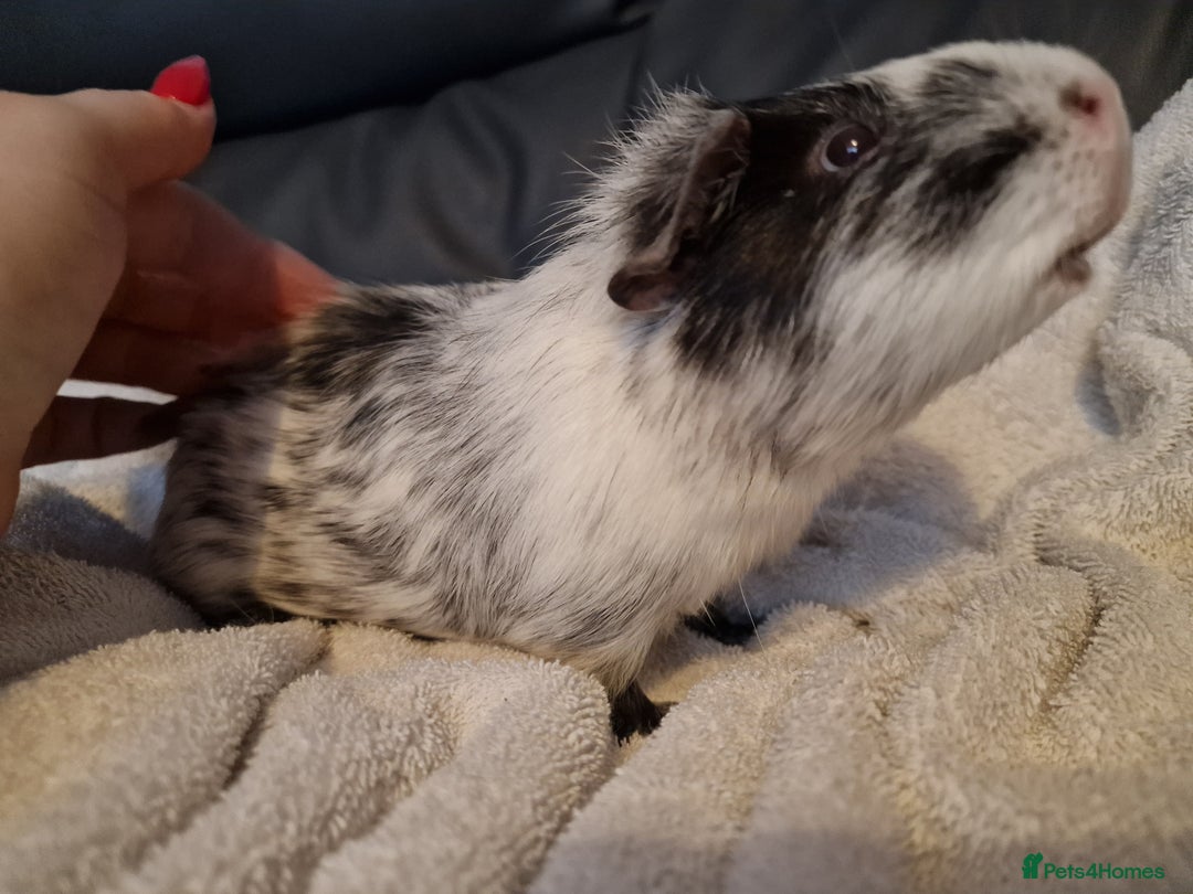 Guinea Pig rodents for sale: Male Guinea pig, special home needed - Advert 3