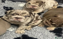 English Bulldog dogs for sale: English bulldogs / phenomenal pedigree. - Image 4
