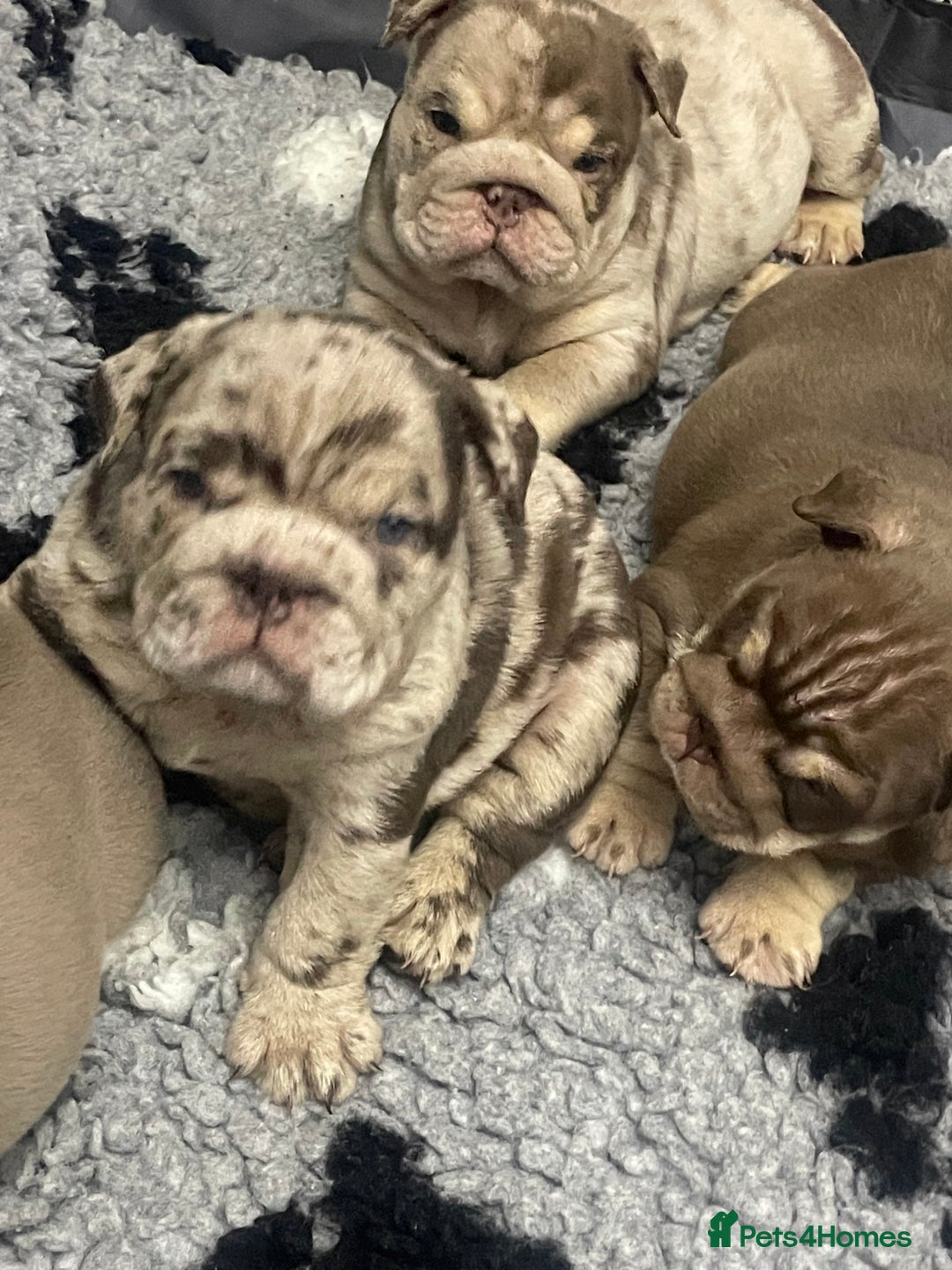 English Bulldog dogs for sale: English bulldogs / phenomenal pedigree. - Image 4