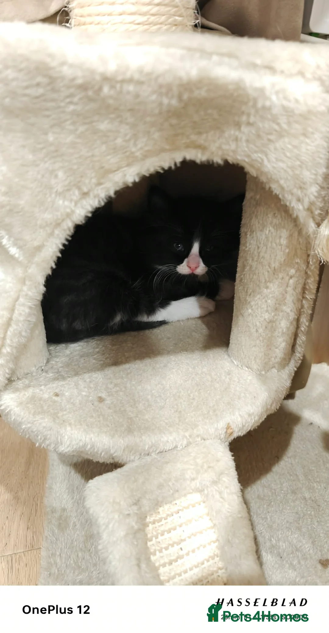 Ragdoll cats for sale: Ragdoll mix  - Advert 2