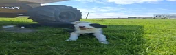 Border Collie dogs for sale: Border Collie pups for sale - Advert 15