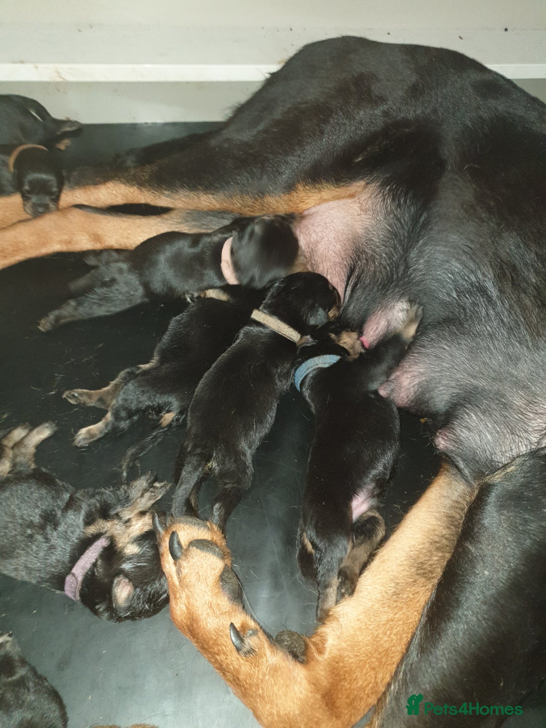 Rottweiler dogs for sale: Chunky big boned rottweilers  - Image 9