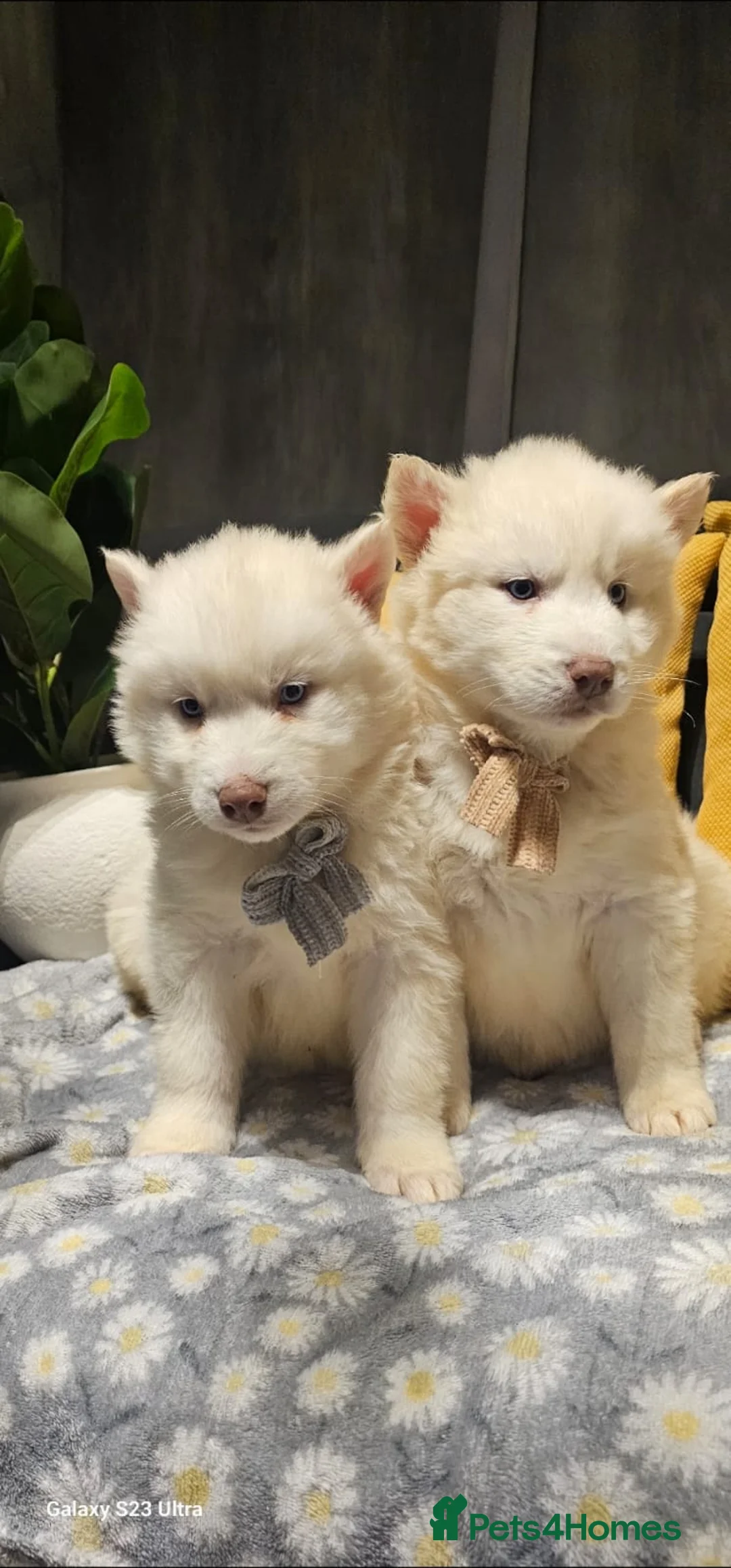 Siberian Husky dogs for sale: Wooly Siberian huskies - fully vaccinated  - Advert 4
