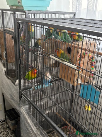 Lovebirds birds 15 love birds for sale with accessories - Advert 1