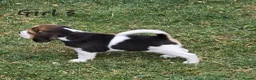 Beagle dogs for sale: Gorgeous KC reg puppies - Advert 40