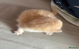 Mixed Breed cats for sale: Kittens  - Image 6