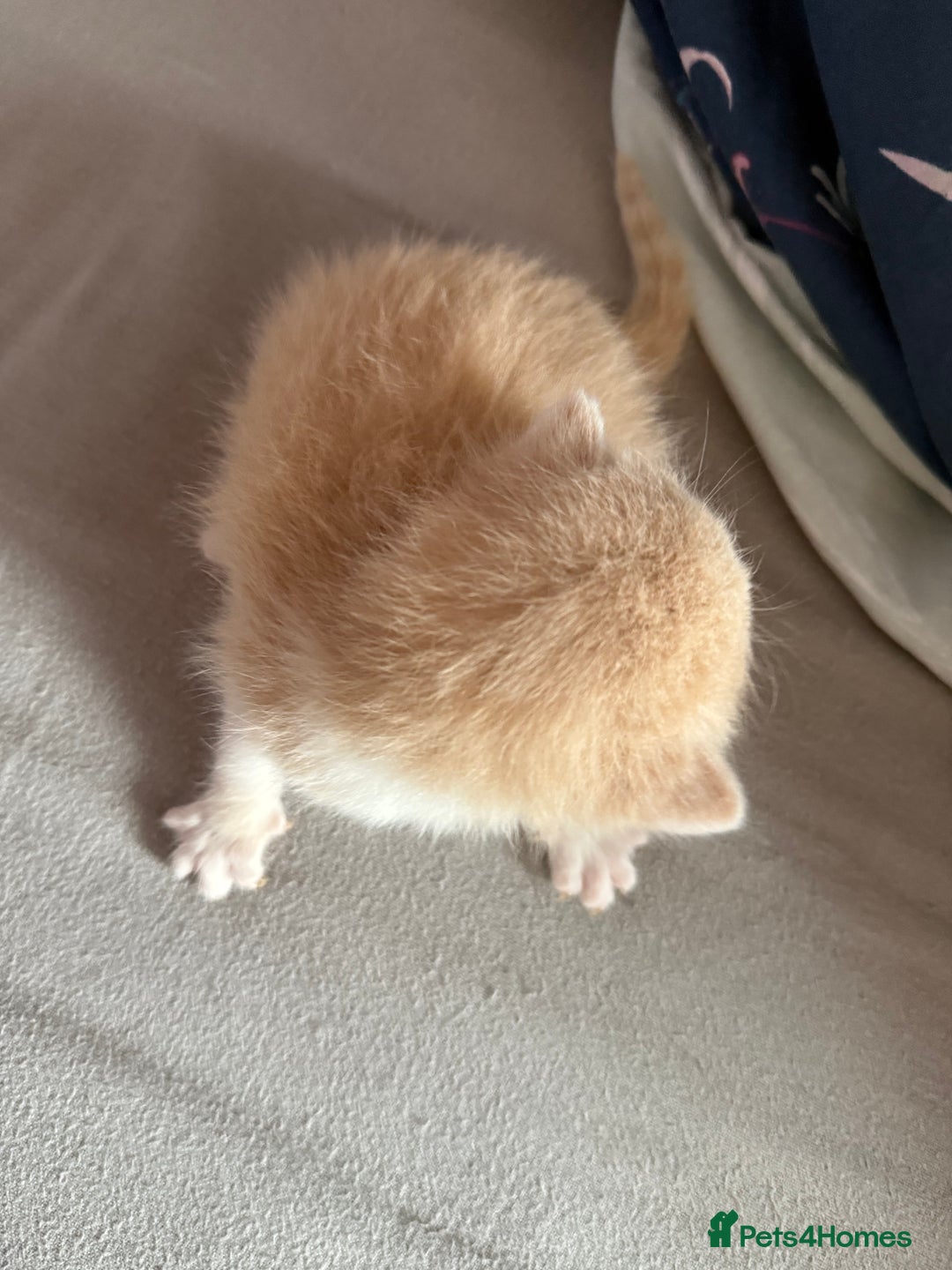 Mixed Breed cats for sale: Kittens  - Image 6