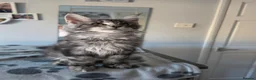 Maine Coon cats for sale: GCCF-registered Maine Coon kittens. - Advert 10