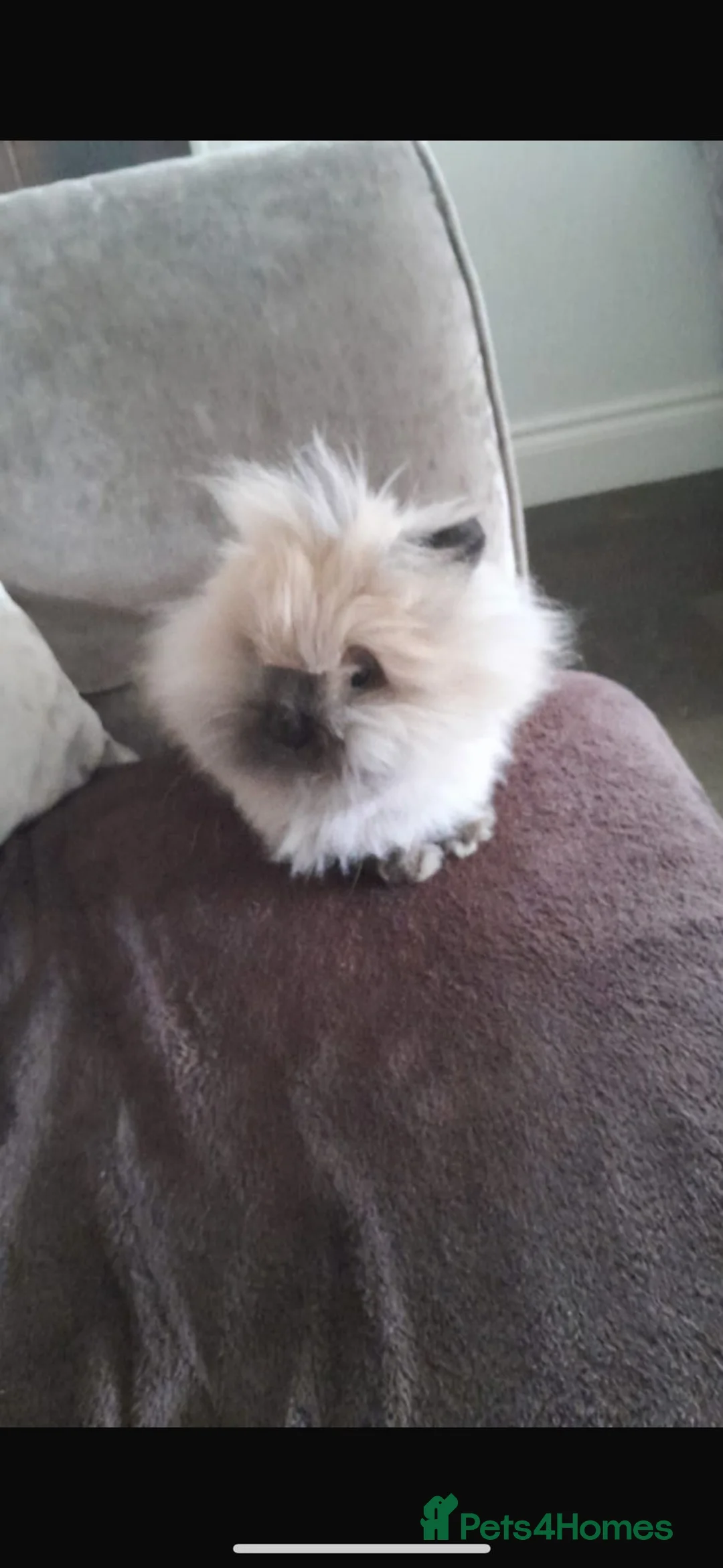 Lionhead rabbits for sale: Double coated lion haired neutered male rabbit  - Advert 5
