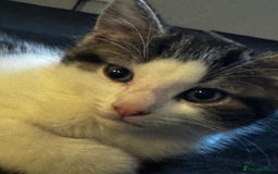 Domestic Shorthair cats for sale: 2 beautiful boy kittens  - Image 30